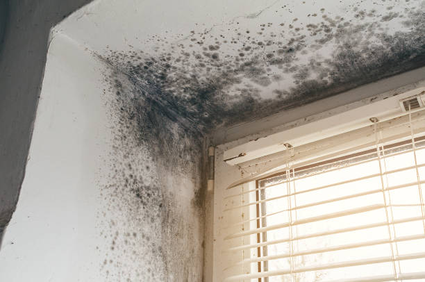 Affordable Black Mold Remediation solutions in Peabody, MA